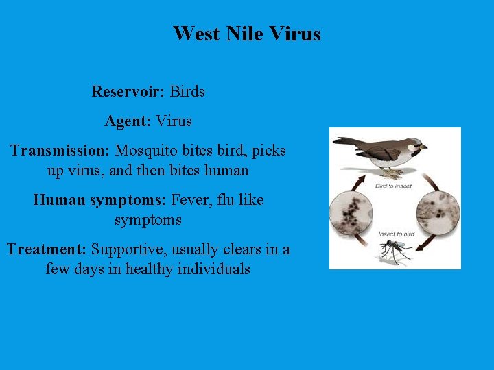 West Nile Virus Reservoir: Birds Agent: Virus Transmission: Mosquito bites bird, picks up virus,