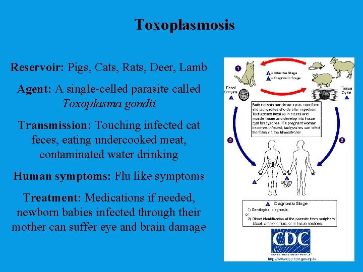 Toxoplasmosis Reservoir: Pigs, Cats, Rats, Deer, Lamb Agent: A single-celled parasite called Toxoplasma gondii