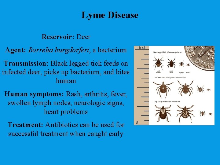 Lyme Disease Reservoir: Deer Agent: Borrelia burgdorferi, a bacterium Transmission: Black legged tick feeds