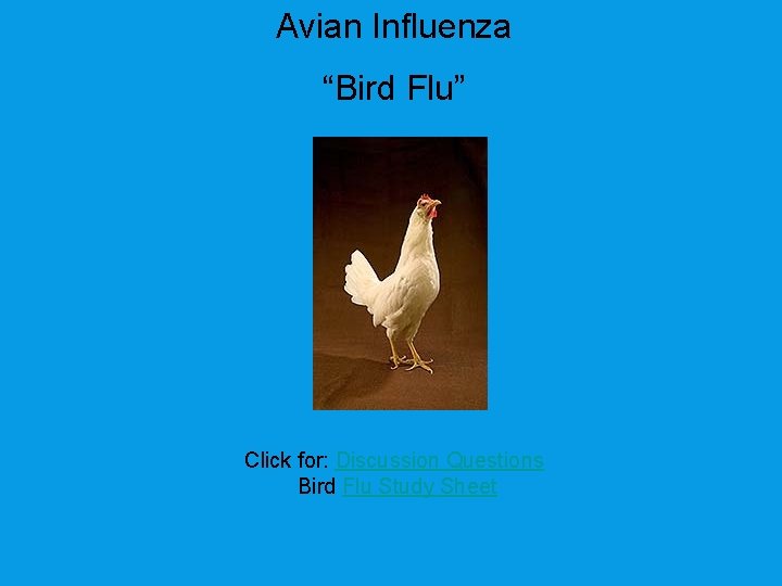 Avian Influenza “Bird Flu” Click for: Discussion Questions Bird Flu Study Sheet 