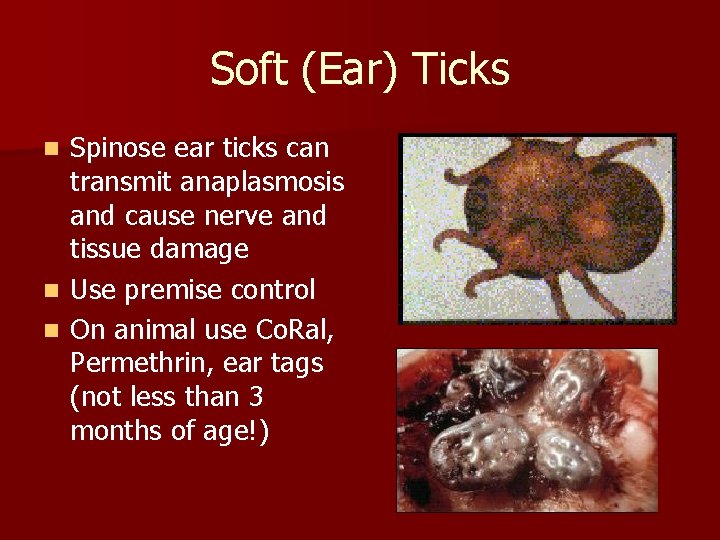 Soft (Ear) Ticks Spinose ear ticks can transmit anaplasmosis and cause nerve and tissue