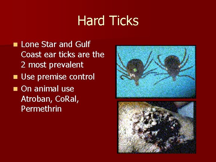 Hard Ticks Lone Star and Gulf Coast ear ticks are the 2 most prevalent