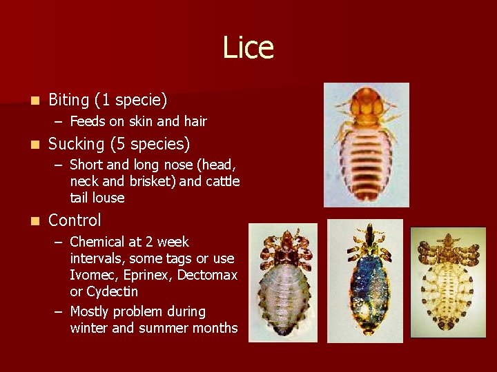 Lice n Biting (1 specie) – Feeds on skin and hair n Sucking (5