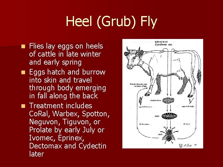 Heel (Grub) Fly Flies lay eggs on heels of cattle in late winter and Heel (Grub) Fly Flies lay eggs on heels of cattle in late winter and