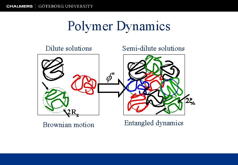 Polymer Dynamics Dilute solutions Semi-dilute solutions f* 2 xh 2 Rg Brownian motion Entangled