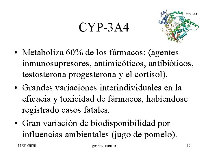 CYP-3 A 4 • Metaboliza 60% de los fármacos: (agentes inmunosupresores, antimicóticos, antibióticos, testosterona