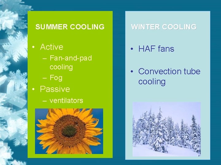 SUMMER COOLING • Active – Fan-and-pad cooling – Fog • Passive – ventilators WINTER