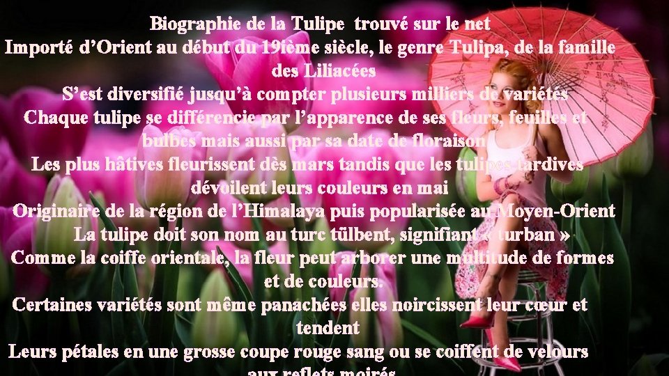 Fleurdemai Biographie de la Tulipe trouvé sur le net Importé d’Orient au début du