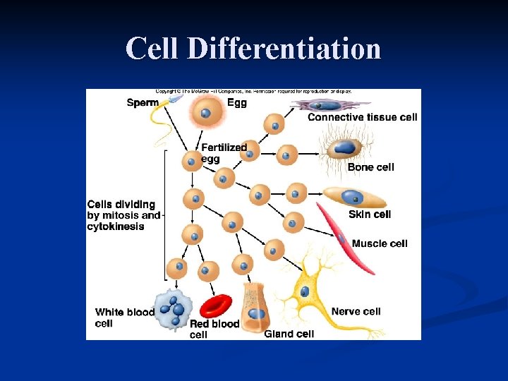 Cell Differentiation 