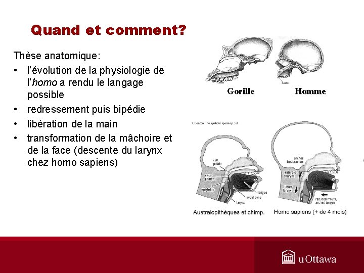 Quand et comment? Thèse anatomique: • l’évolution de la physiologie de l’homo a rendu