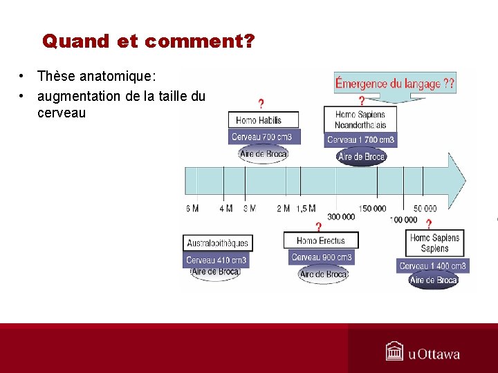 Quand et comment? • Thèse anatomique: • augmentation de la taille du cerveau 