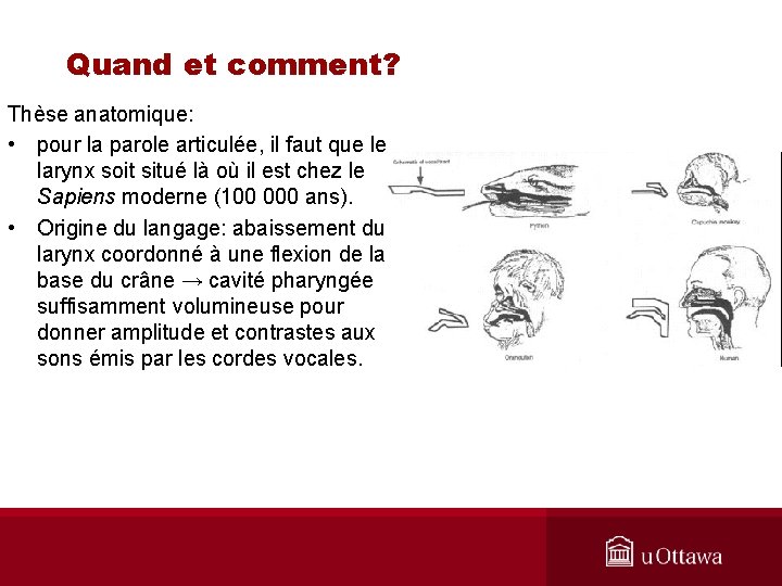 Quand et comment? Thèse anatomique: • pour la parole articulée, il faut que le