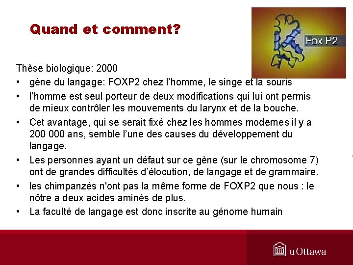 Quand et comment? Thèse biologique: 2000 • gène du langage: FOXP 2 chez l’homme,