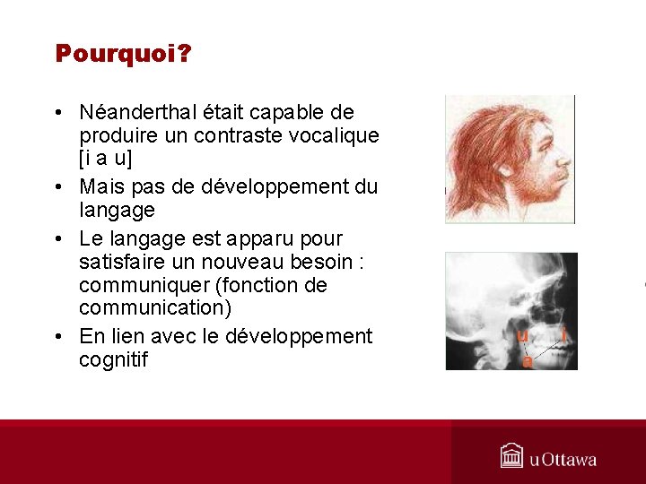 Pourquoi? • Néanderthal était capable de produire un contraste vocalique [i a u] •