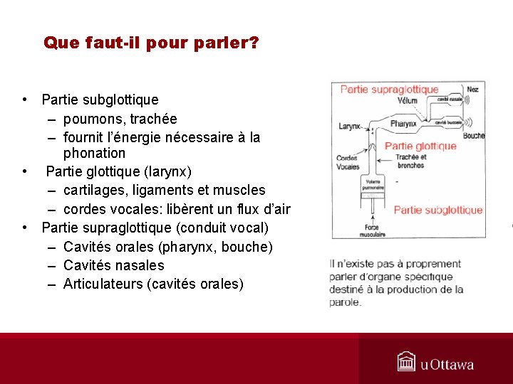 Que faut-il pour parler? • Partie subglottique – poumons, trachée – fournit l’énergie nécessaire