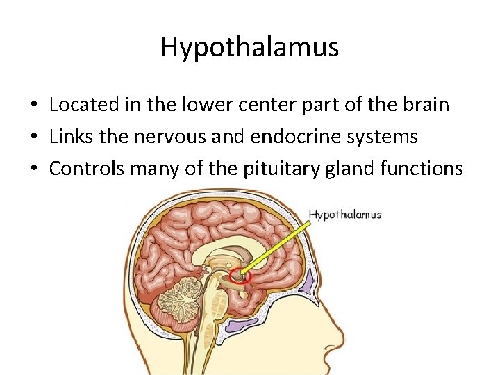 Hypothalamus • Located in the lower center part of the brain • Links the