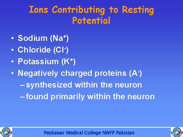 Ions Contributing to Resting Potential • • Sodium (Na+) Chloride (Cl-) Potassium (K+) Negatively