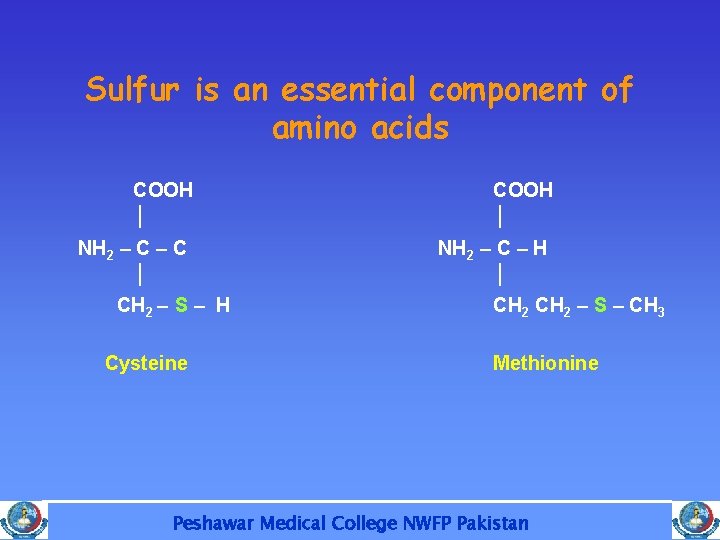 Sulfur is an essential component of amino acids COOH NH 2 – C CH