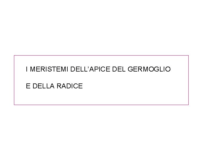 I MERISTEMI DELL’APICE DEL GERMOGLIO E DELLA RADICE 