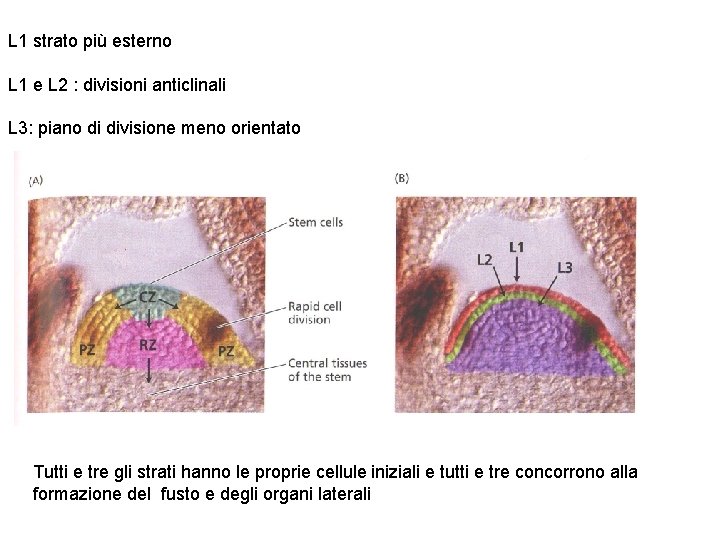 L 1 strato più esterno L 1 e L 2 : divisioni anticlinali L