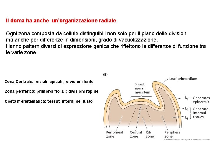 Il doma ha anche un’organizzazione radiale Ogni zona composta da cellule distinguibili non solo