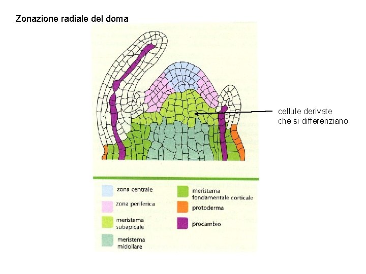 Zonazione radiale del doma cellule derivate che si differenziano 