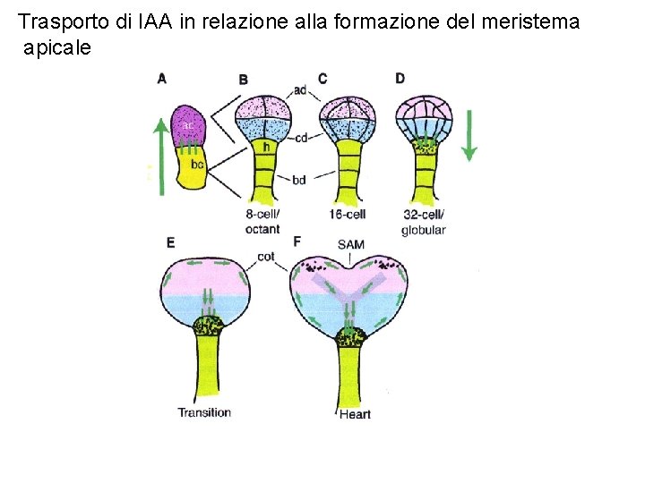 Trasporto di IAA in relazione alla formazione del meristema apicale 