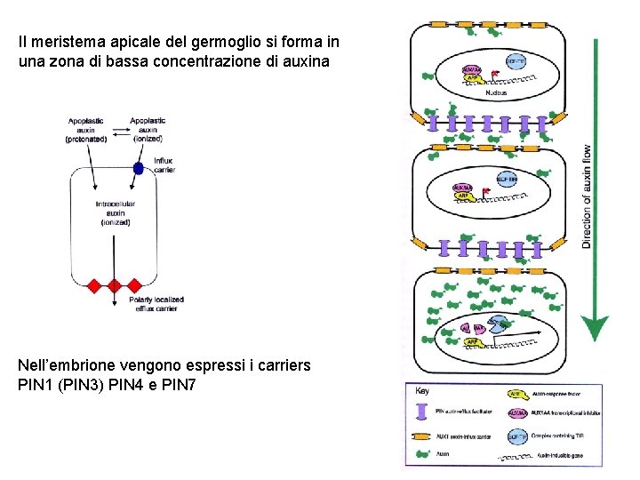 Il meristema apicale del germoglio si forma in una zona di bassa concentrazione di