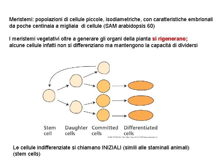 Meristemi: popolazioni di cellule piccole, isodiametriche, con caratteristiche embrionali da poche centinaia a migliaia