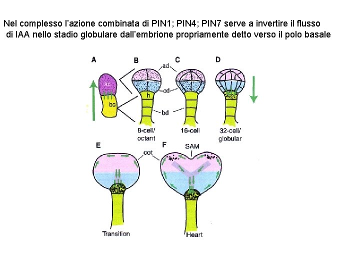 Nel complesso l’azione combinata di PIN 1; PIN 4; PIN 7 serve a invertire