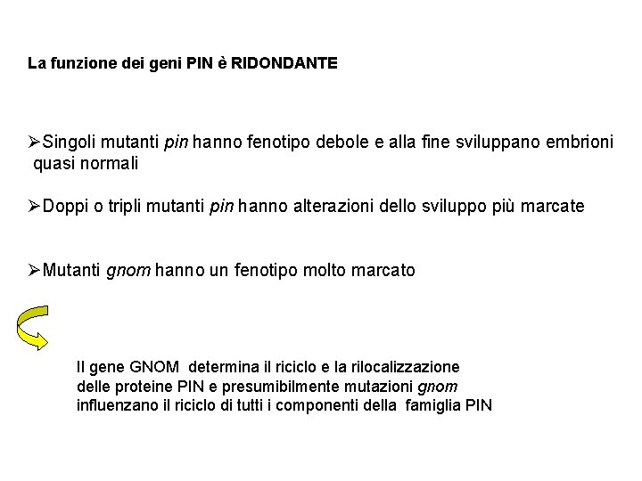 La funzione dei geni PIN è RIDONDANTE ØSingoli mutanti pin hanno fenotipo debole e