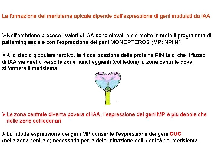 La formazione del meristema apicale dipende dall’espressione di geni modulati da IAA ØNell’embrione precoce