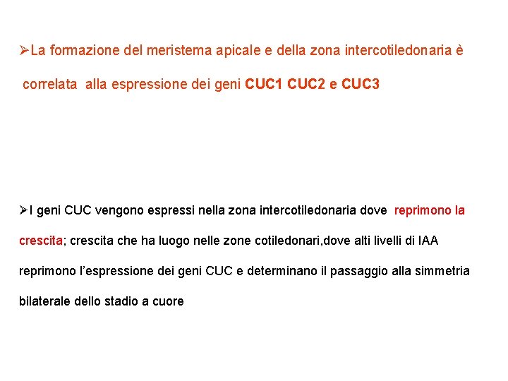 ØLa formazione del meristema apicale e della zona intercotiledonaria è correlata alla espressione dei