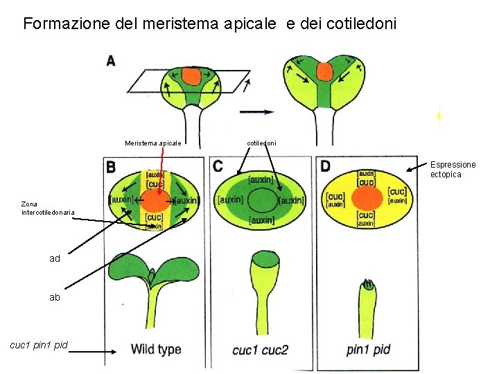 Formazione del meristema apicale e dei cotiledoni Meristema apicale cotiledoni Espressione ectopica Zona intercotiledonaria