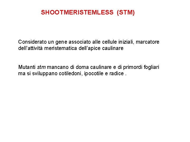 SHOOTMERISTEMLESS (STM) Considerato un gene associato alle cellule iniziali, marcatore dell’attività meristematica dell’apice caulinare