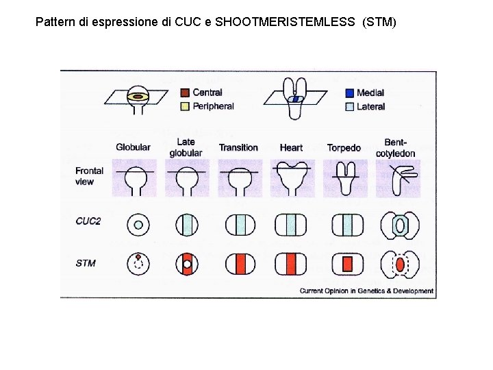 Pattern di espressione di CUC e SHOOTMERISTEMLESS (STM) 