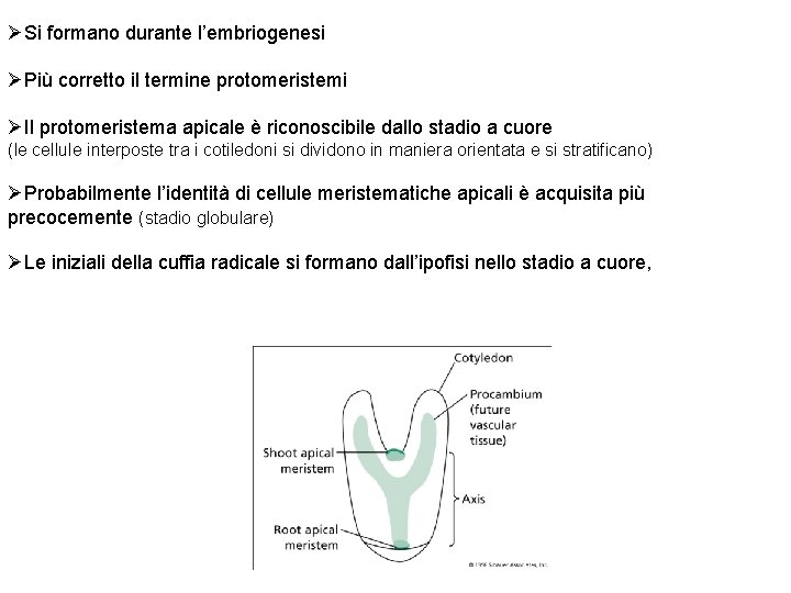 ØSi formano durante l’embriogenesi ØPiù corretto il termine protomeristemi ØIl protomeristema apicale è riconoscibile