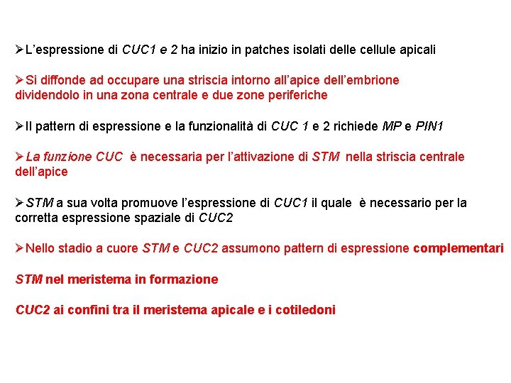 ØL’espressione di CUC 1 e 2 ha inizio in patches isolati delle cellule apicali