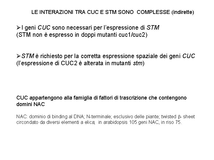 LE INTERAZIONI TRA CUC E STM SONO COMPLESSE (indirette) ØI geni CUC sono necessari