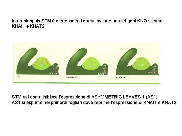 In arabidopsis STM è espresso nel doma insieme ad altri geni KNOX come KNAt