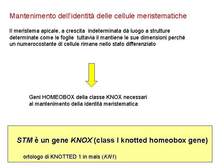 Mantenimento dell’identità delle cellule meristematiche Il meristema apicale, a crescita indeterminata dà luogo a