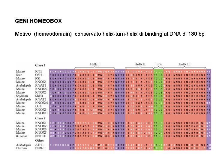 GENI HOMEOBOX Motivo (homeodomain) conservato helix-turn-helix di binding al DNA di 180 bp 