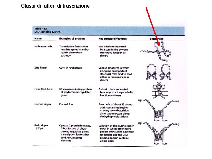 Classi di fattori di trascrizione 