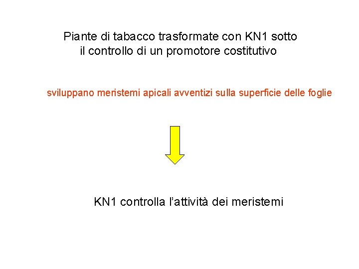 Piante di tabacco trasformate con KN 1 sotto il controllo di un promotore costitutivo