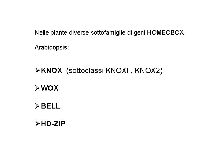 Nelle piante diverse sottofamiglie di geni HOMEOBOX Arabidopsis: ØKNOX (sottoclassi KNOXI , KNOX 2)