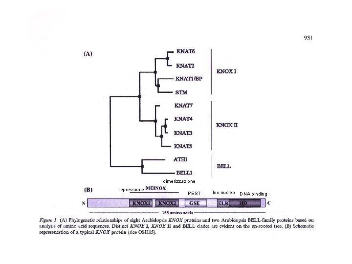 dimerizzazione repressione PEST loc nucleo DNA binding 