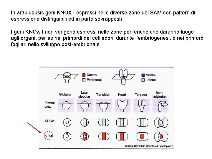 In arabidopsis geni KNOX I espressi nelle diverse zone del SAM con pattern di