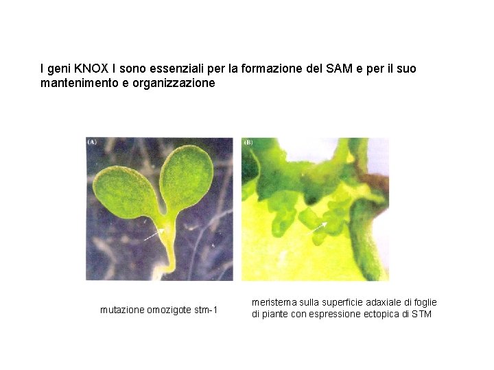 I geni KNOX I sono essenziali per la formazione del SAM e per il