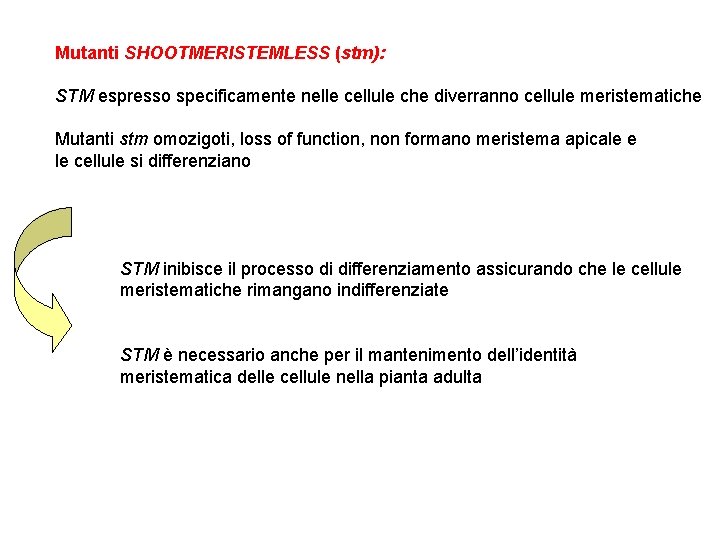 Mutanti SHOOTMERISTEMLESS (stm): STM espresso specificamente nelle cellule che diverranno cellule meristematiche Mutanti stm