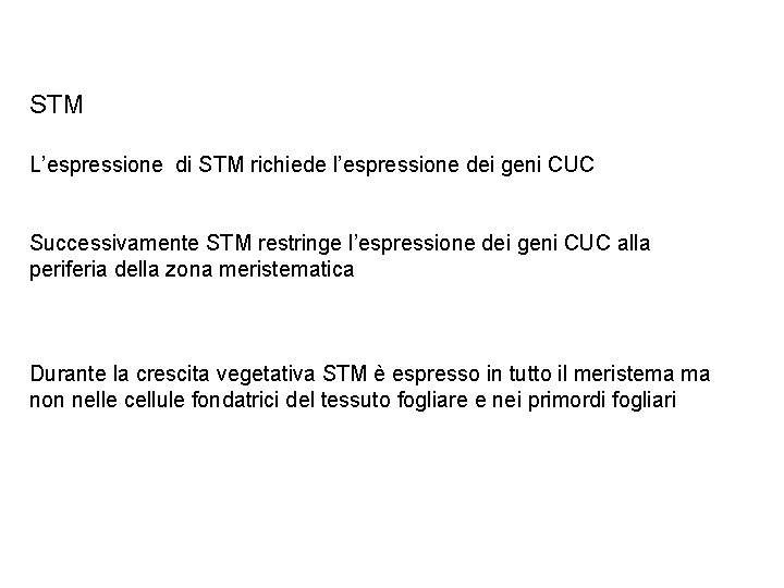 STM L’espressione di STM richiede l’espressione dei geni CUC Successivamente STM restringe l’espressione dei